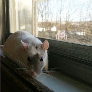 Meet your Posher, Zeb